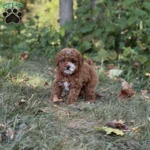 Marley, Miniature Poodle Puppy
